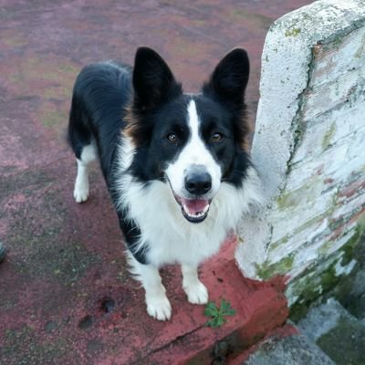 SArkaitz's profile picture. 