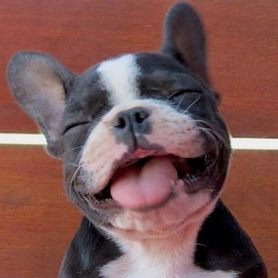 Soy alguien, de algún lugar, de alguna parte de este universo...Oh tal vez no? 🤐
Amante de los Bulldog franceses 🐶🇫🇷