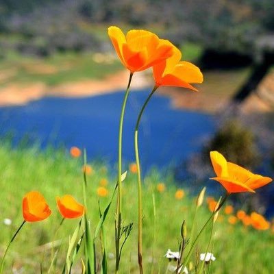 KarmaGirl49's profile picture. Lover of all things politic, warm waters and main-lined iced tea