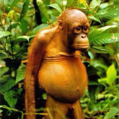 Bonafide hustler, certified Orangutan. Life is what you make it so why not make it great