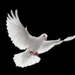 shift_frame's profile picture. 