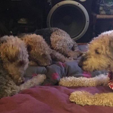 Mum to 2 Airedales, 1/2 of a coin with a man being the 1/2, Manager of Window Cleaning Co, Secretary at BRATS (Ham Radio Club). No offence, I don’t answer DM’s.