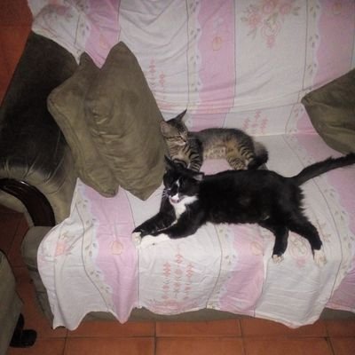 MimaElena's profile picture. trying to find out the porpuse´s life