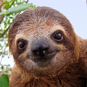 DeformedSloth's profile picture. I am handicapable!