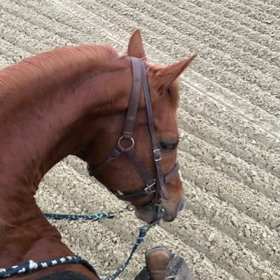 RacinTracy's profile picture. love my boys, my 🏇🏽, my #Spurs and my #Cowboys #CowboysNation