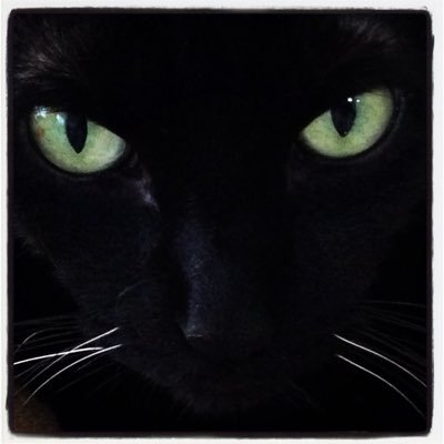 BibiHurtado1's profile picture. Passionate animal lover & rescuer! WE can make a difference!