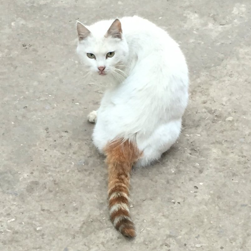 hareluyaha's profile picture. 