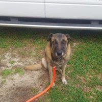Da dogman (@laduckdogman) 's Twitter Profile