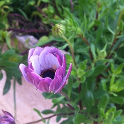 naseemsee's profile picture. 