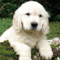 Patty C. Kershner (@pattyckershner) 's Twitter Profile Photo Patty C. Kershner (@pattyckershner) 's Twitter Profile Photo