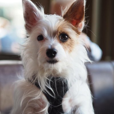 I am a Jack Russell X Yorkie and I love life. I love going to London and visiting all my friends there. I love running and every Saturday do the 5km Park Run
