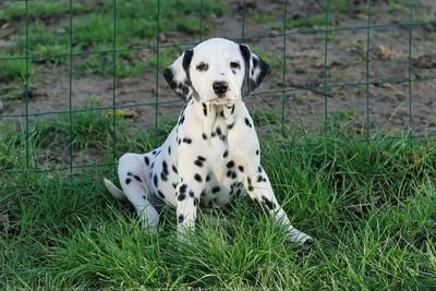 faits dans la vente des chiots de races de votre choix partout dans le monde