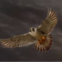 falconusedcars's profile picture. We offer a wide range of quality used Cars, 4x4's including disabled & wheel chair accessible vehicles. MOT | Warranty | Service | Part Ex - 01409221920