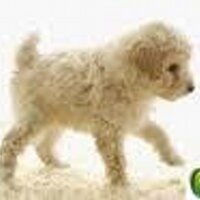 krictina (@kitya251) 's Twitter Profile