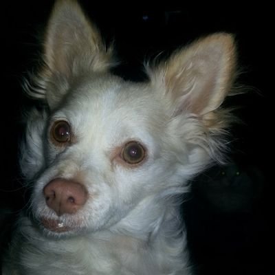 ELsWinchester's profile picture. EL coordinator for Winchester Public. Mother of GWU student, adjunct faculty at Merrimack College, and assistant in charge at Lanna Thai Diner.