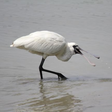 野鳥がスキ！！電車と旅行とコンサドーレもスキ！