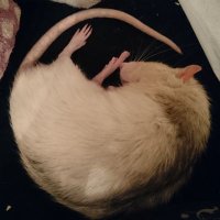 紡木リリカ[でっぱ王国] (@deppaoukoku) 's Twitter Profile Photo