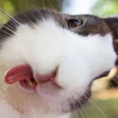 Vindaliu's profile picture. 