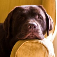 Data (@datadog) 's Twitter Profile