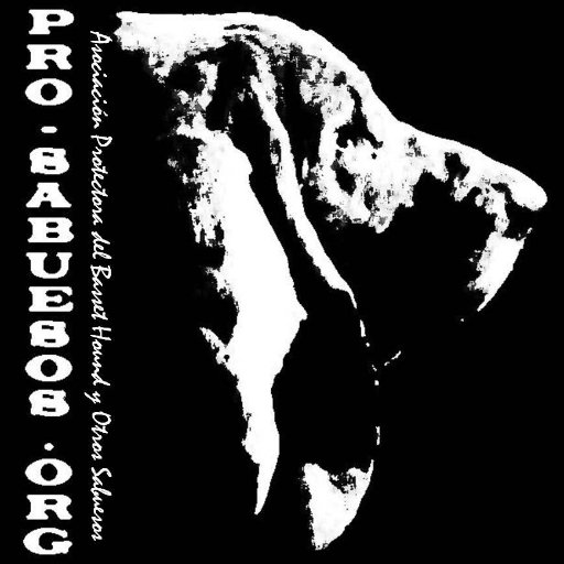 ProSabuesos's profile picture. Asociación Protectora del Basset Hound y Otros Sabuesos. Adopta un sabueso y no te arrepentirás! ❤️ | https://t.co/YahFumtpqQ