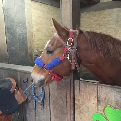 Boots to Grasses Therapeutic Horsemanship Program is a 501c -3 non-profit organization.