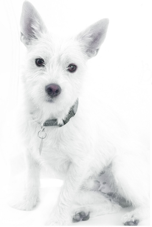 bridgetttnj's profile picture. Apple User, Wife, Mom Gadget Obsessed, Photographer Tech Geek