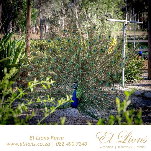 El Lions Farm