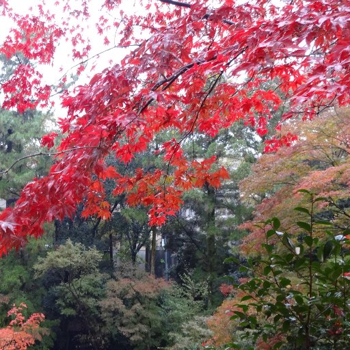 Be3Al2Si6O18x's profile picture. 鉱物や科学や写真やだじゃれが好き。自炊練習中。無言フォロー失礼します