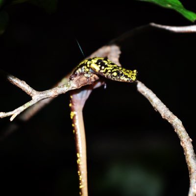 tbconservation's profile image