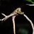 tbconservation's profile image