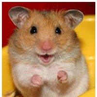 Hammy Hamster (@pictureshamster) 's Twitter Profile