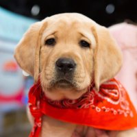 TODAY Puppy(@TODAYPuppy) 's Twitter Profile Photo