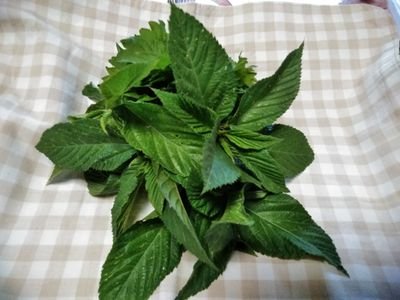 t7bSpcvSzfzEdLy's profile picture. 推理もの用アカウント。
自分も推理する能力ほすぃ…