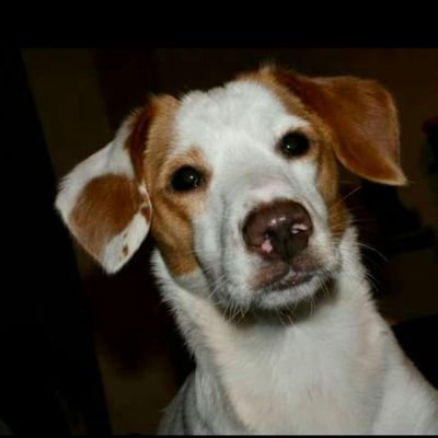 PepperForPeace's profile picture. *DOGS Saved my sanity. Kinda!😜 {aka GrumpyGranny} *LOVE, protect & respect animals..🦋 *HATE Cruelty! #AdoptDontShop 🐕🐇🐎🐈🐍