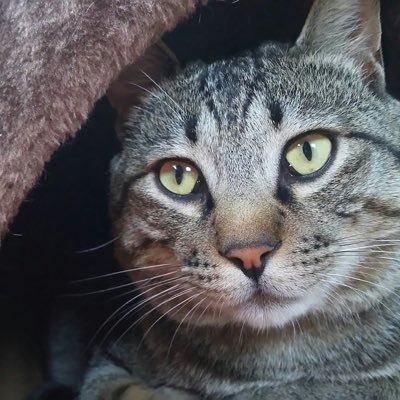 Pi1Sd5's profile picture. 猫/アニメ/ゲーム