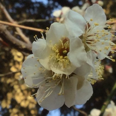 IrukaNah's profile picture. 鹿児島出身の神戸市民です。古い道と草木が好きです