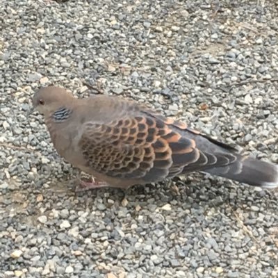 uchima97's profile picture. 刺繍が楽しい今日このごろ