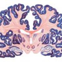 Neuroscience of Attention & Perception Laboratory (@kastnerlab) 's Twitter Profile