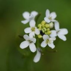 Plantastic monthly seminar series at the Centre for Plant Sciences, University of Leeds, for everyone interested in plants!