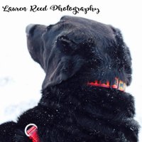 Lauren Reed Photography(@LRPhotography8) 's Twitter Profile Photo