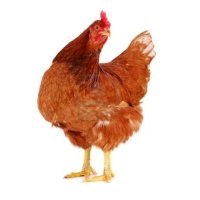 Helen (@scribberlings) 's Twitter Profile Photo