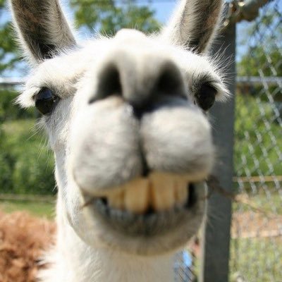 I’m just here to give my opinion on different things happening around the world and be funny. Se llama español 🔥