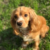 AustinCockerRescue (@austincocker) 's Twitter Profile