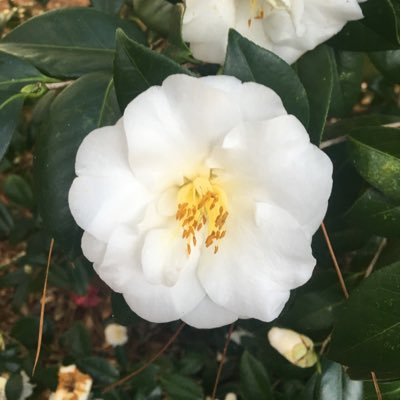 camelliassouth's profile picture. Camellias Of The South Is For All Camellia Lovers To Share Photos & Information!