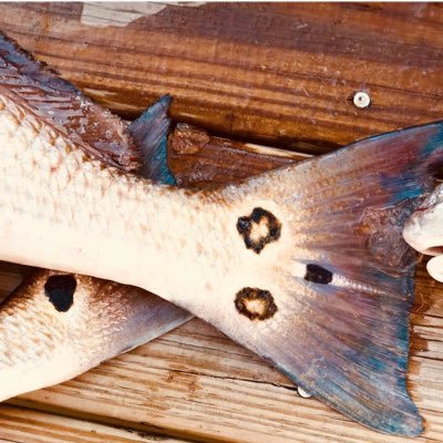 Chasing the Inshore Slam #RedTarNook