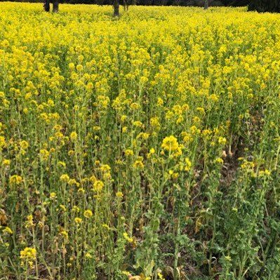 kekusihi36's profile picture. ツイッター初心者のためほぼ閲覧のみです。子どもと一緒にアニメを見るのが好き。とうの昔に成人済み。