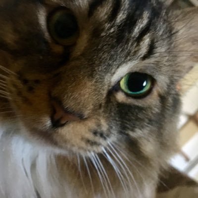 AMGriffith90's profile picture. The 🎂 is a lie