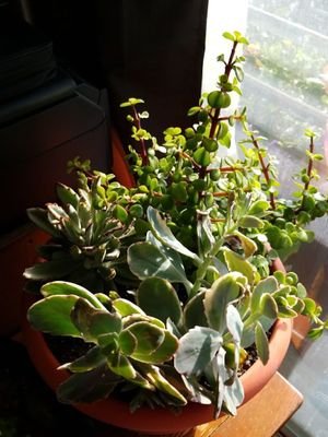 waterwiseplants's profile picture. Succulent Lover! Northeast SC, USA