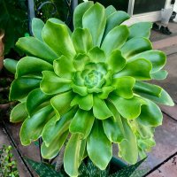 Karen Omo 🧩 is coming together(@wcsucculentlady) 's Twitter Profile Photo