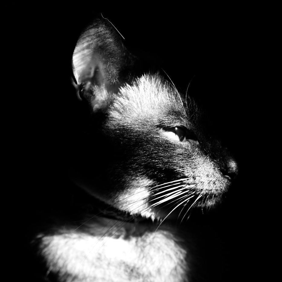 jositux's profile picture. Free culture. Chipa y Tereré